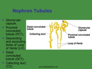 Nephron Tubules Glomerular capsule. Proximal convoluted tubule (PCT). Descending and ascending limbs of Loop of Henle (LH). Distal convoluted tubule (DCT). Collecting duct (CD). www.freelivedoctor.com 