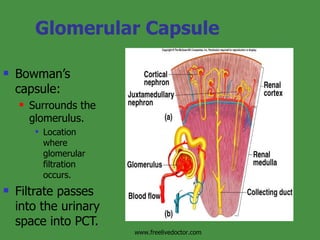 Glomerular Capsule Bowman’s capsule: Surrounds the glomerulus. Location where glomerular filtration occurs. Filtrate passes into the urinary space into PCT. Insert fig. 17.6 www.freelivedoctor.com 
