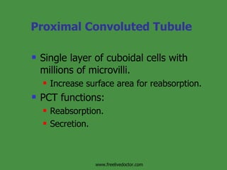 Proximal Convoluted Tubule Single layer of cuboidal cells with millions of microvilli. Increase surface area for reabsorption.  PCT functions: Reabsorption. Secretion. www.freelivedoctor.com 