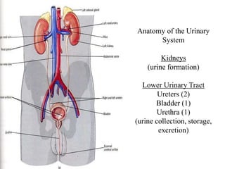 Anatomy of the Urinary
System
Kidneys
(urine formation)
Lower Urinary Tract
Ureters (2)
Bladder (1)
Urethra (1)
(urine collection, storage,
excretion)
 