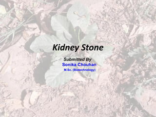 Kidney Stone
Submitted By
Sonika Chouhan
M.Sc. (Biotechnology)
 
