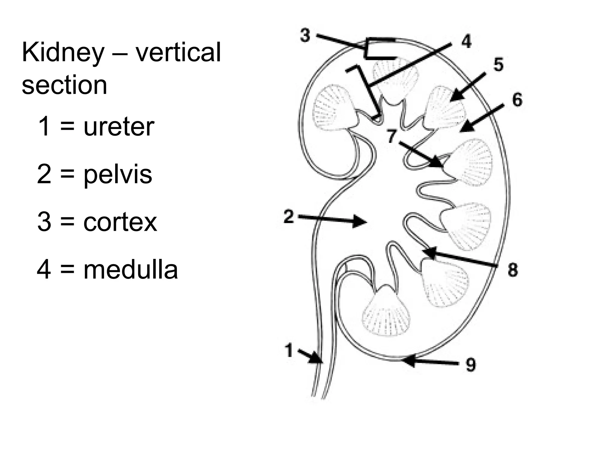1 = ureter
2 = pelvis
3 = cortex
4 = medulla
Kidney – vertical
section
 
