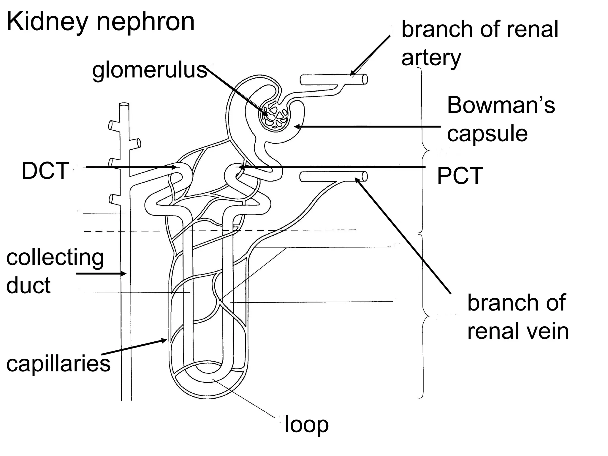 glomerulus
branch of renal
artery
Bowman’s
capsule
branch of
renal vein
loop
DCT PCT
collecting
duct
capillaries
Kidney nephron
 
