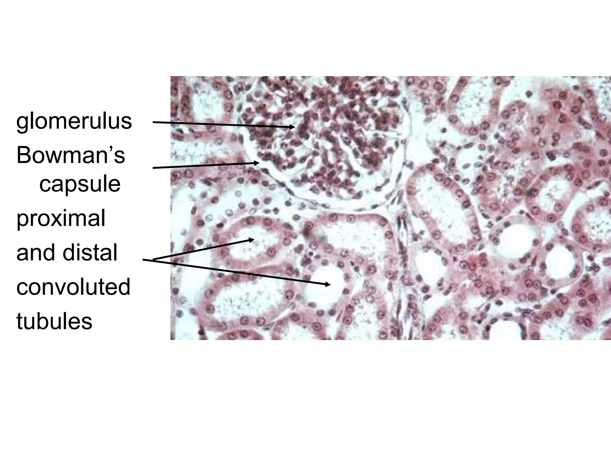 glomerulus
Bowman’s
capsule
proximal
and distal
convoluted
tubules
Kidney – cortex (LP)
 
