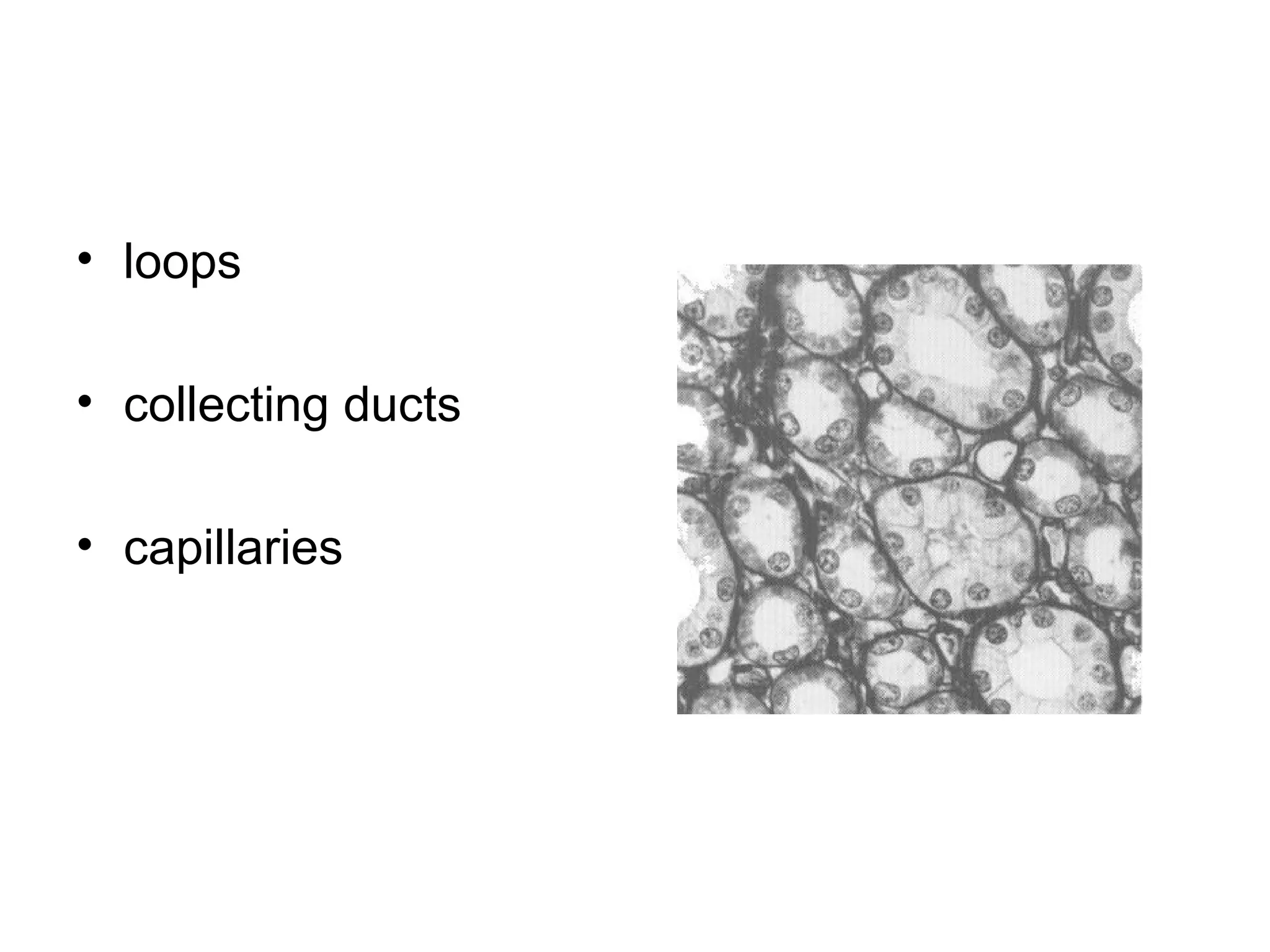 • loops
• collecting ducts
• capillaries
Kidney - medulla
 