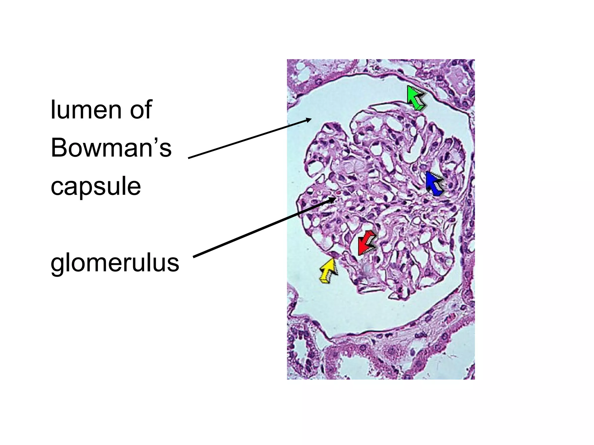 lumen of
Bowman’s
capsule
glomerulus
 