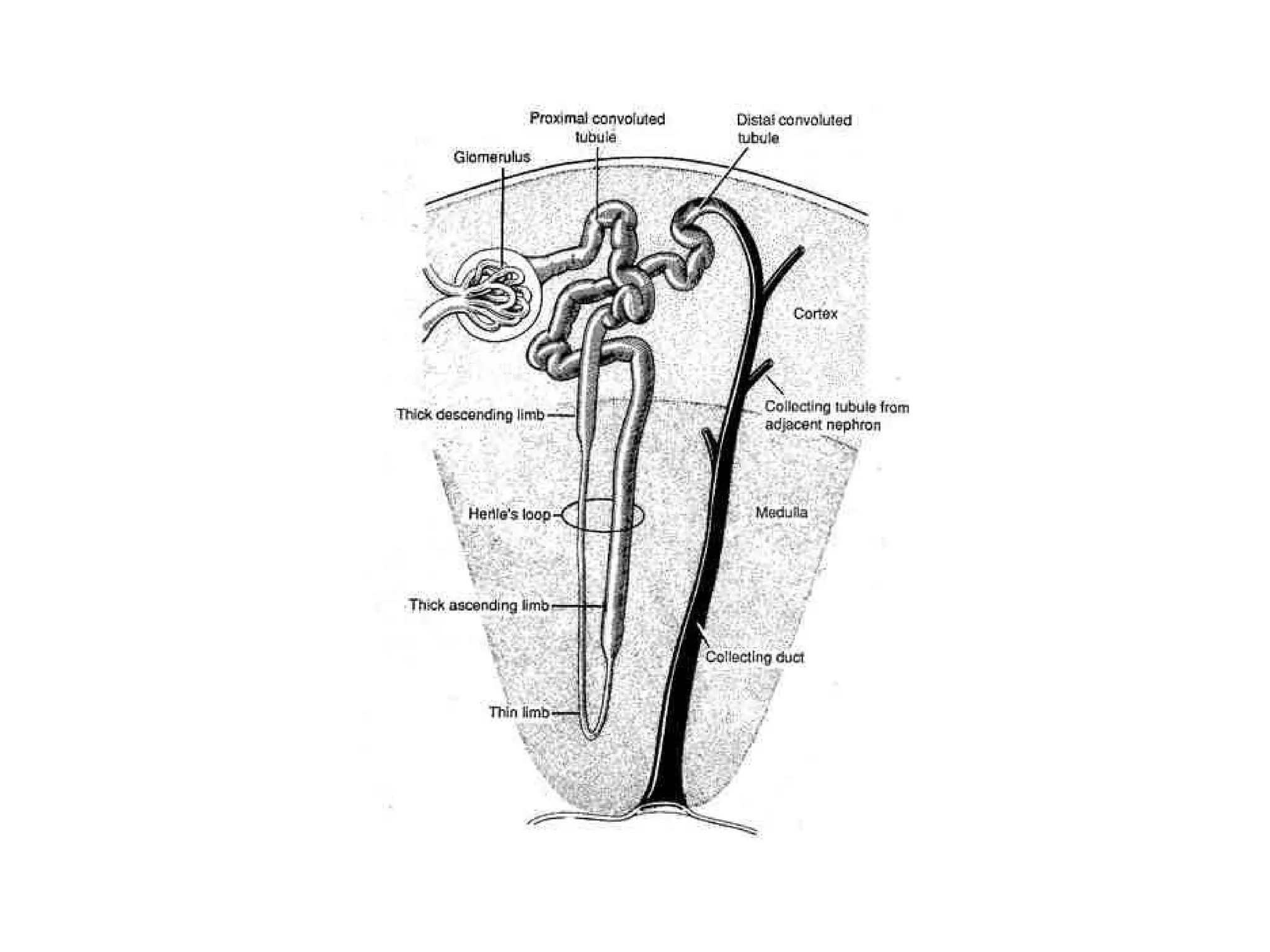 Kidney – structure and function