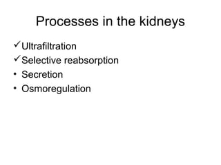 Processes in the kidneys
Ultrafiltration
Selective reabsorption
• Secretion
• Osmoregulation
 