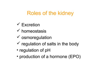 Roles of the kidney
 Excretion
 homeostasis
 osmoregulation
 regulation of salts in the body
• regulation of pH
• production of a hormone (EPO)
 
