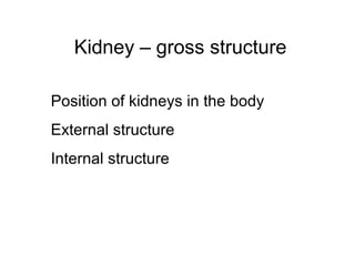 Kidney – gross structure
Position of kidneys in the body
External structure
Internal structure
 