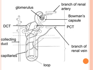 glomerulus
branch of renal
artery
Bowman’s
capsule
branch of
renal vein
loop
DCT PCT
collecting
duct
capillaries
 