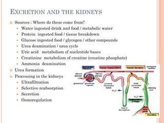 EXCRETION AND THE KIDNEYS
 Sources : Where do these come from?
 Water ingested drink and food / metabolic water
 Protein ingested food / tissue breakdown
 Glucose ingested food / glycogen / other compounds
 Urea deamination / urea cycle
 Uric acid metabolism of nucleotide bases
 Creatinine metabolism of creatine (creatine phosphate)
 Ammonia deamination
 Urea formation
 Processing in the kidneys
 Ultrafiltration
 Selective reabsorption
 Secretion
 Osmoregulation
 
