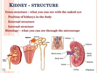 kidney-structure-and-function-mee-ppt
