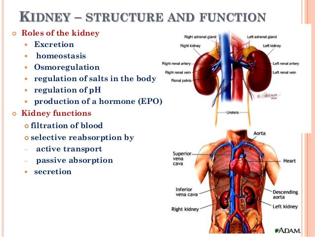 Image result for kidney functions