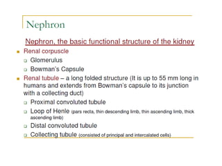 Kidney+Structure+&+Function1-2.ppt detail description of kidney | PPT