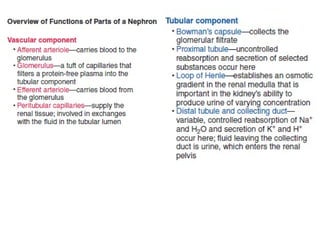 Kidney+Structure+&+Function1-2.ppt detail description of kidney | PPT