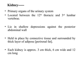 Kidney+Structure+&+Function1-2.ppt detail description of kidney | PPT