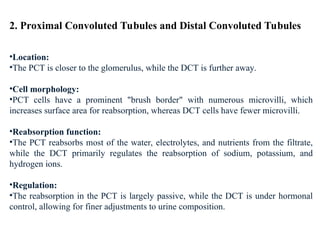 Pct Cd Function Kidney+Structure+&+Function1-2.ppt detail description of kidney | PPT