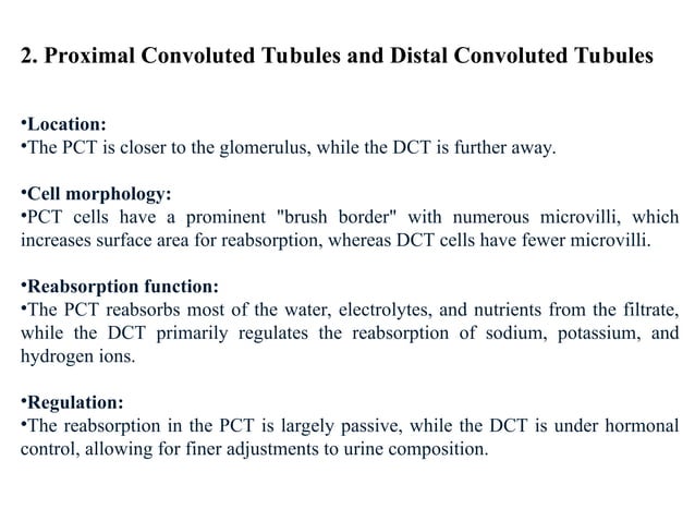 Kidney+Structure+&+Function1-2.ppt detail description of kidney | PPT