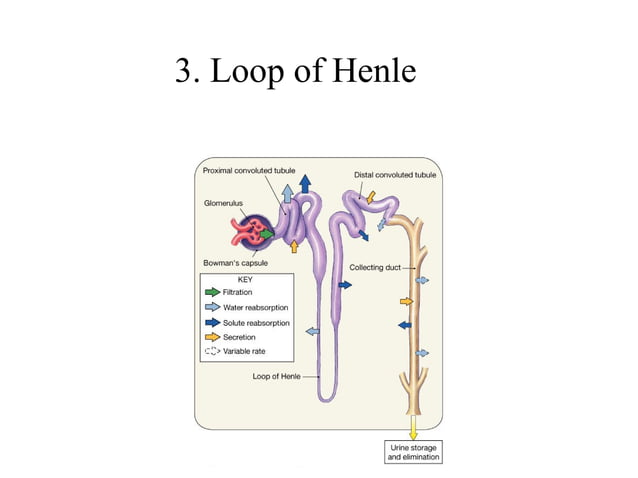 Kidney+Structure+&+Function1-2.ppt detail description of kidney | PPT