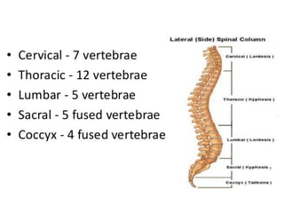 Kidney+Structure+&+Function1-2.ppt detail description of kidney | PPT
