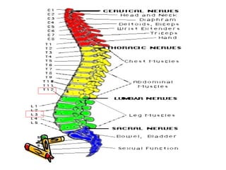 Kidney+Structure+&+Function1-2.ppt detail description of kidney | PPT