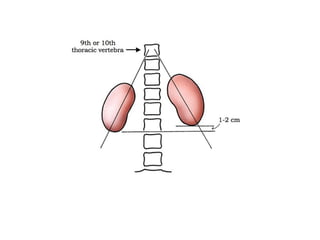 Kidney+Structure+&+Function1-2.ppt detail description of kidney | PPT