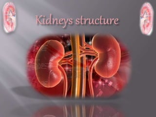 Kidney structure (anatomy)