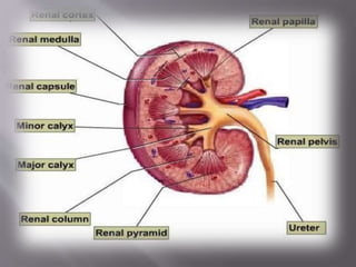Kidney structure (anatomy)