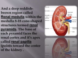 Kidney structure (anatomy)