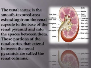 Kidney structure (anatomy)