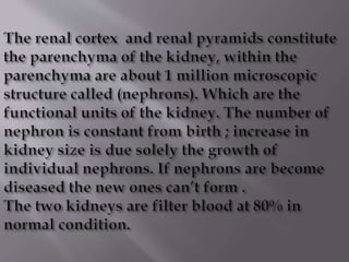 Kidney structure (anatomy)
