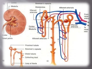 Kidney structure (anatomy)