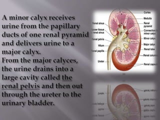 Kidney structure (anatomy)