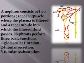 Kidney structure (anatomy)