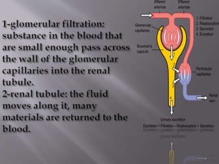Kidney structure (anatomy)