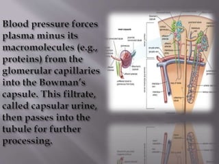 Kidney structure (anatomy)
