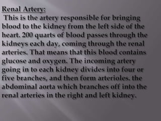Kidney structure (anatomy)