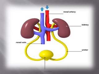 Kidney structure (anatomy)