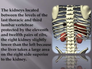 Kidney structure (anatomy)