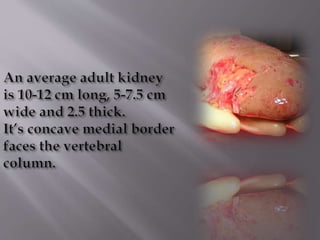 Kidney structure (anatomy)
