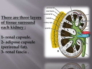 Kidney structure (anatomy)