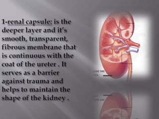 Kidney structure (anatomy)
