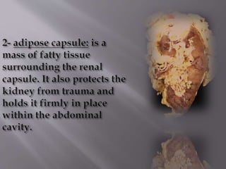 Kidney structure (anatomy)