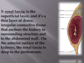 Kidney structure (anatomy)