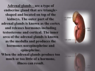 Kidney structure (anatomy)