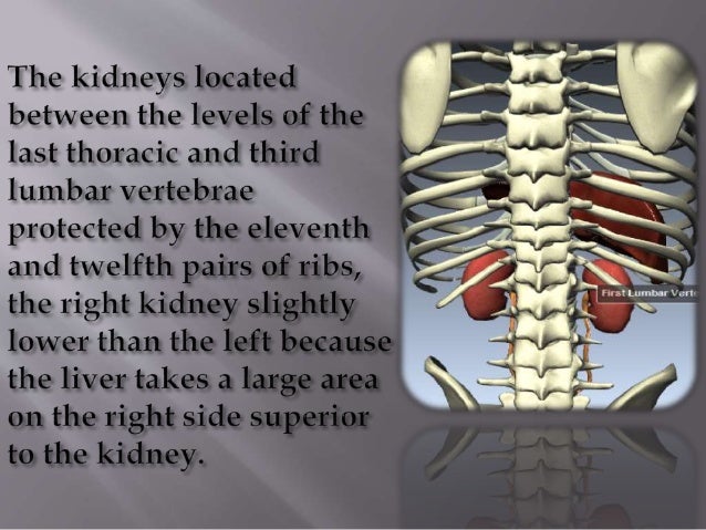 Kidney structure (anatomy)