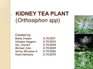 KIDNEY TEA PLANT
(Orthosiphon spp)
Created by:
Benny Irawan 11.70.0017
Yohanes Anggara 11.70.0023
Oei, Charles 11.70.0028
Michael Julio 11.70.0049
Setiyo Wiraman A. 11.70.0056
Yosie Nathania 11.70.0075
 