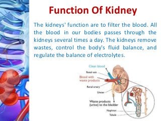 Function Of Kidney
The kidneys' function are to filter the blood. All
the blood in our bodies passes through the
kidneys several times a day. The kidneys remove
wastes, control the body's fluid balance, and
regulate the balance of electrolytes.
 