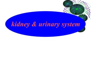 kidney & urinary system 